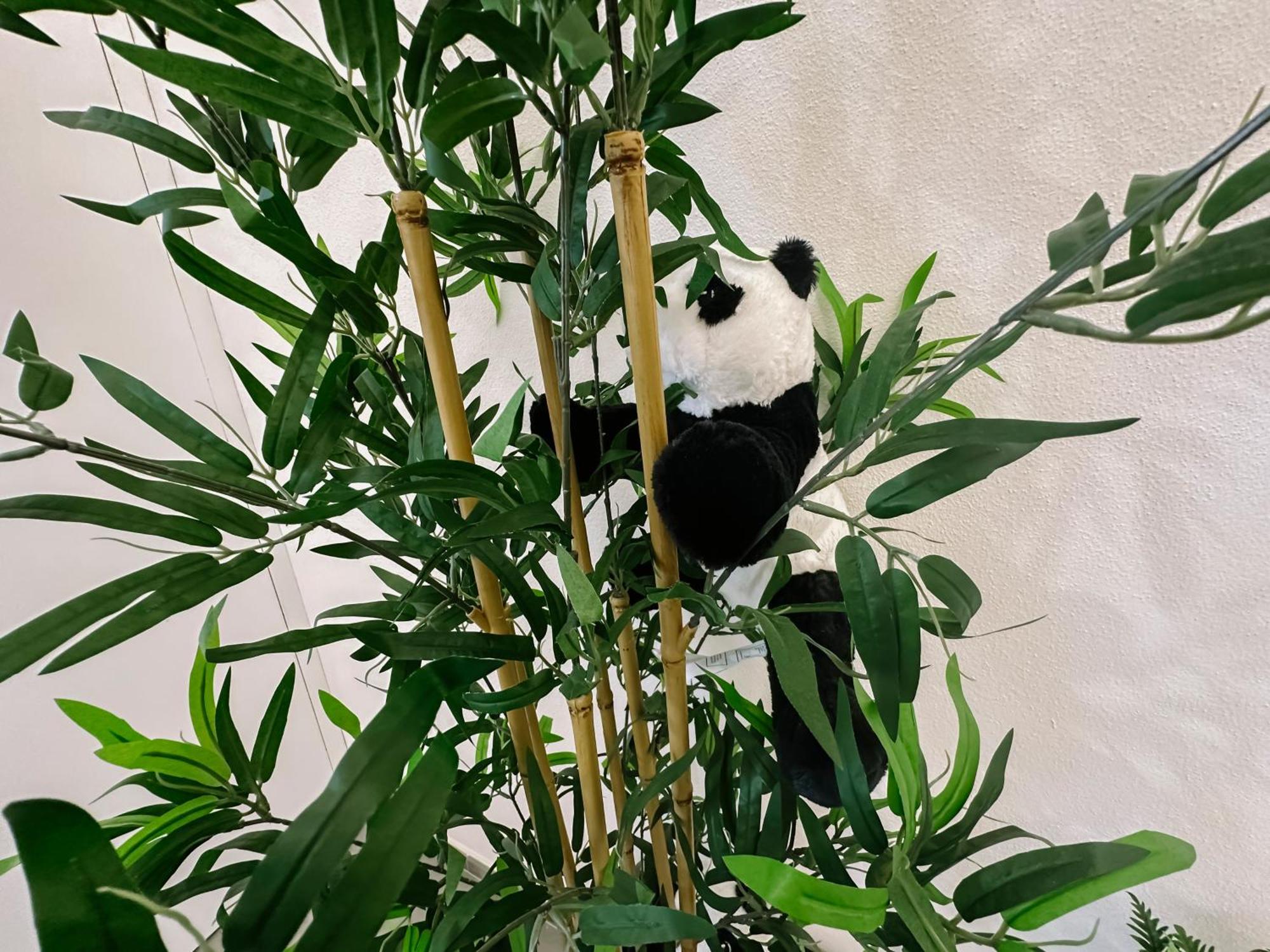 Centro Storico Spina Green House 比萨 外观 照片